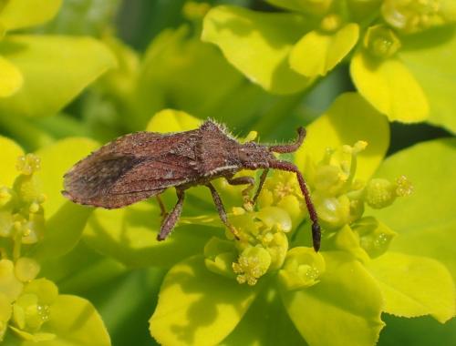 Coriomeris affinis